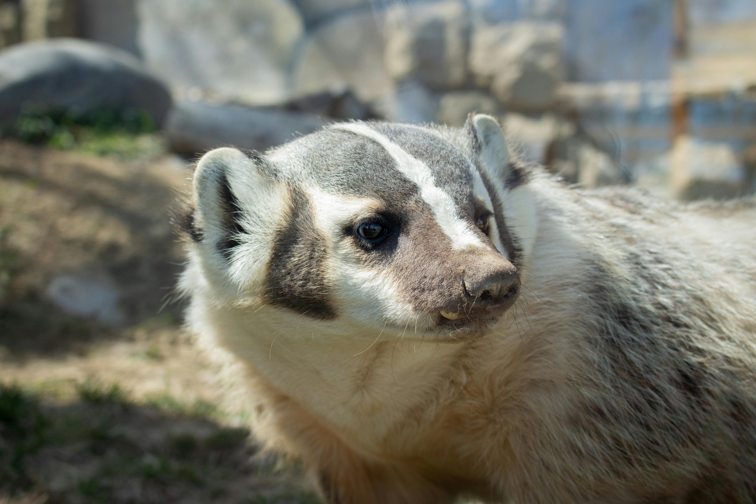 What Kind of Badgers do they Have in Wisconsin? post thumbnail image