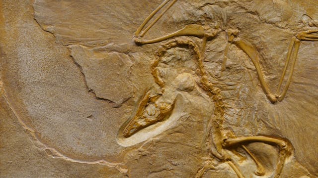 Fossil