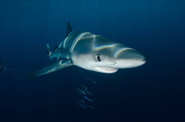 How deep does a White Shark dive in the Ocean? post thumbnail image