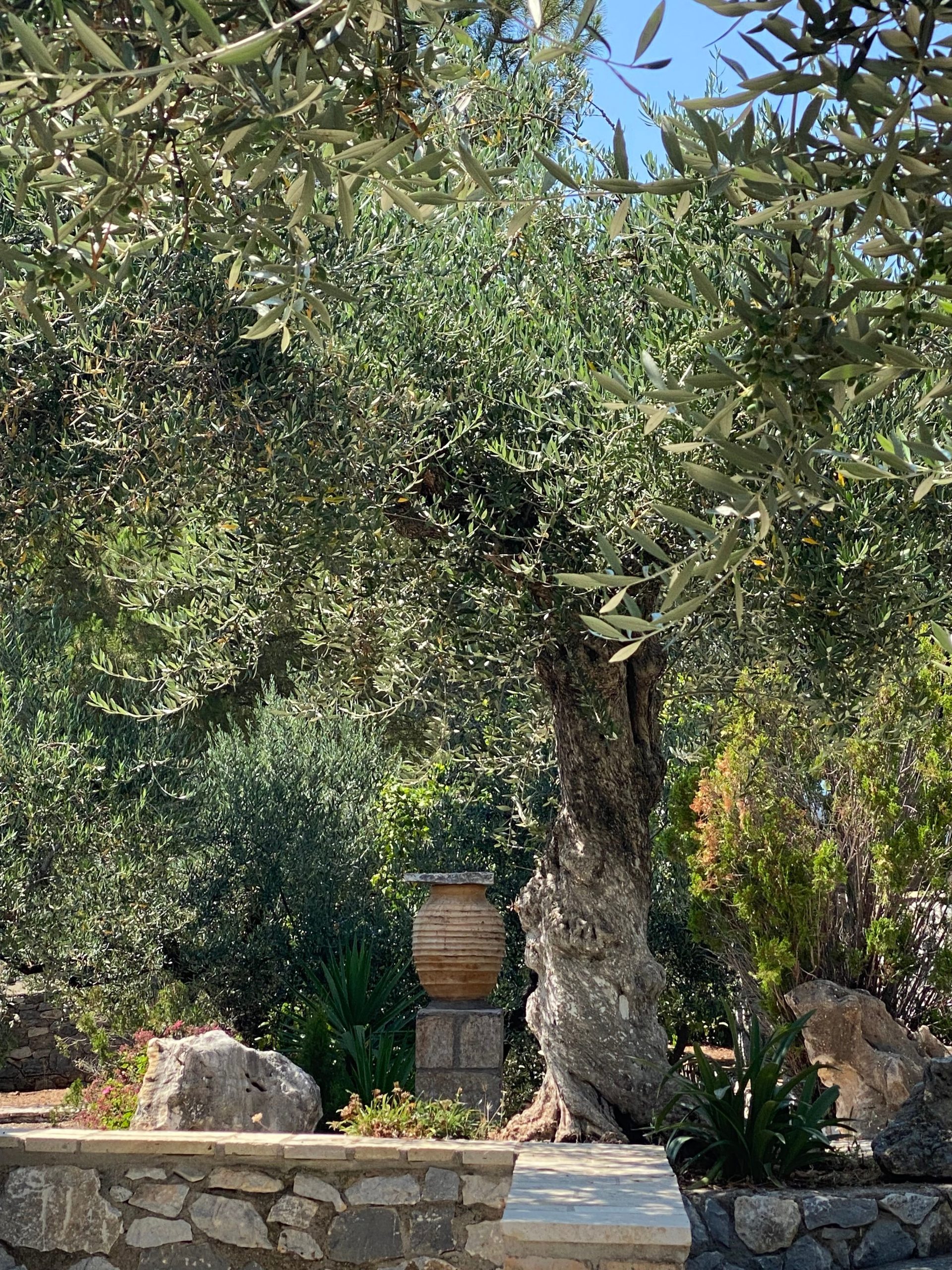 Why are so many olive trees destroyed? post thumbnail image