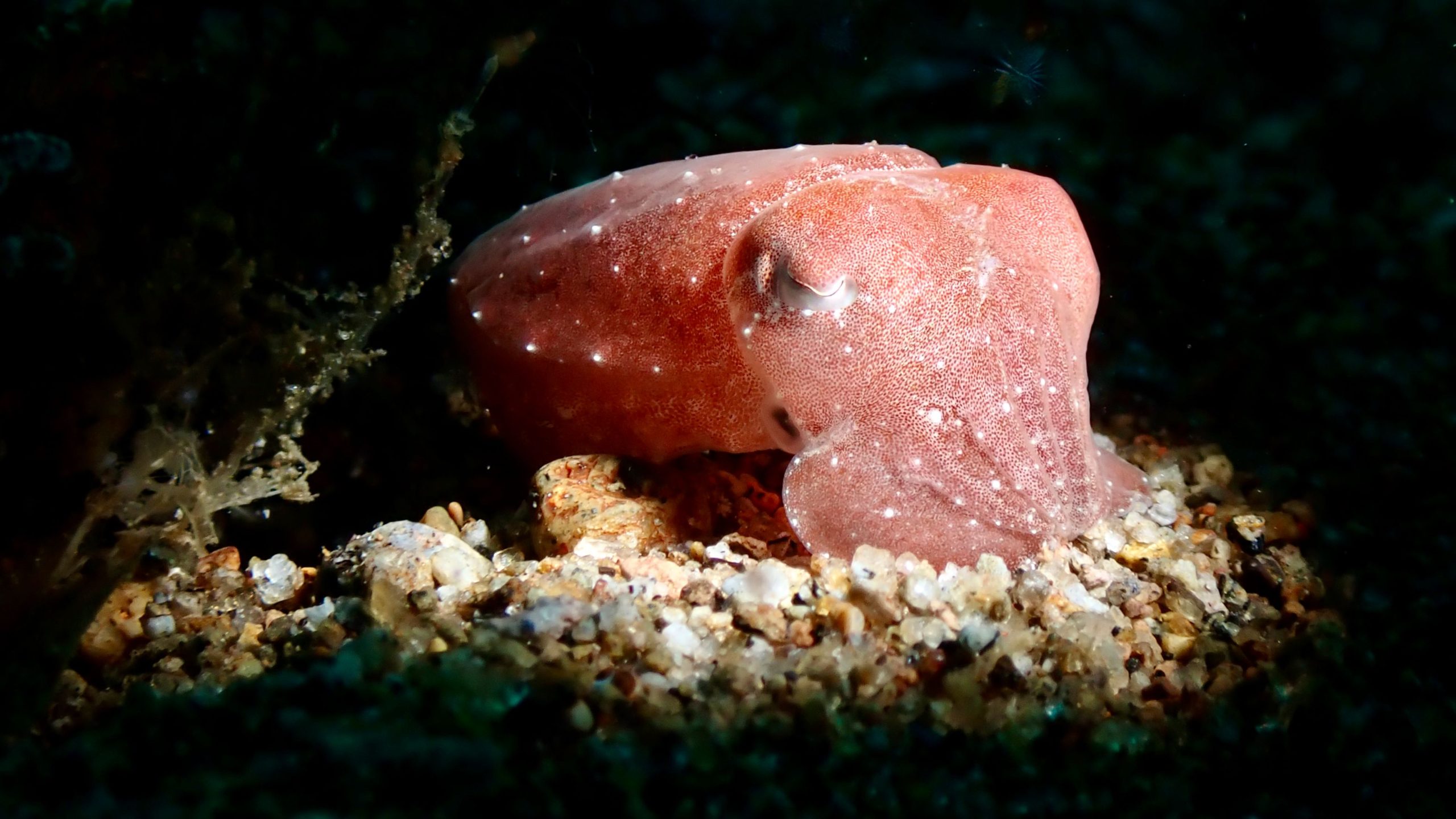 Strange creature/figure spotted in the water at night off the coast of Sicily. Diver with headlamp or bioluminescent creature? post thumbnail image